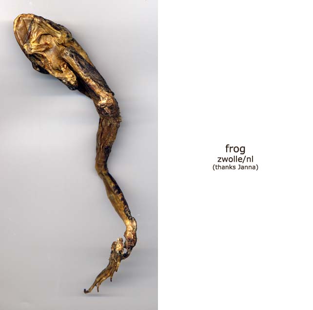 frog